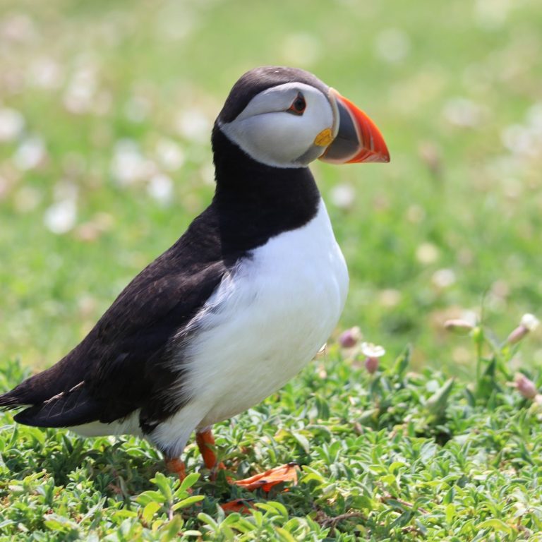 Birds & Insects Wildlife